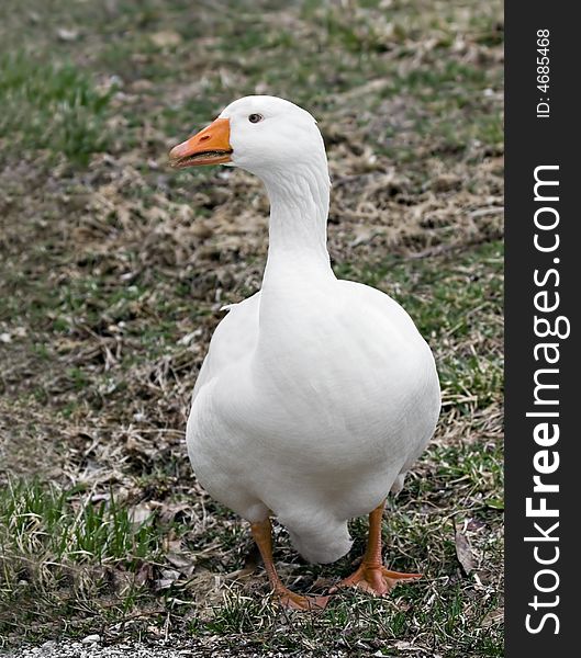 White domestic goose walking in the grass