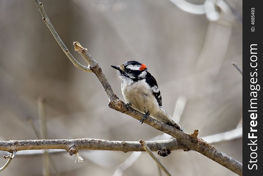 Downy woodpecker perched on a tree branch
