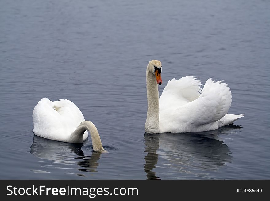 Two mute swans swimming in a lake. Two mute swans swimming in a lake