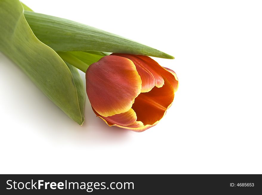 Red tulip on a white background with copy space