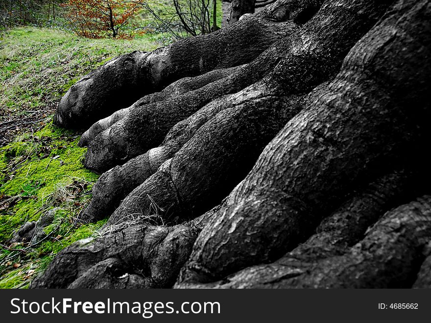 Unusual tree roots looking like swollen fingers or claws fingering the moss. Unusual tree roots looking like swollen fingers or claws fingering the moss