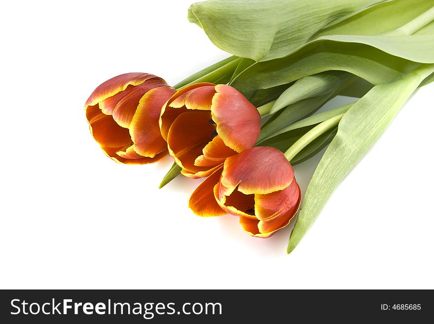 Red tulips on a white background with copy space
