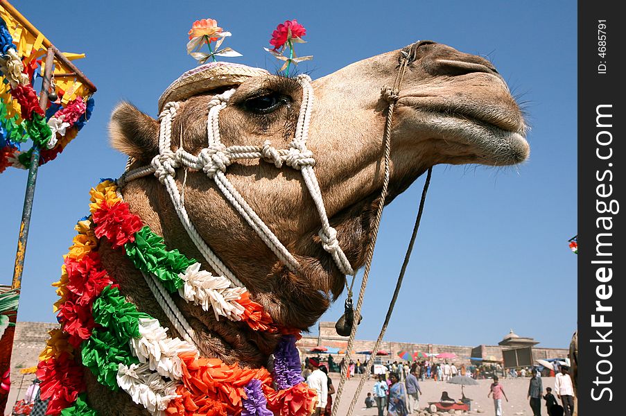 Head of a camel on safari - desert, Rajasthan, India