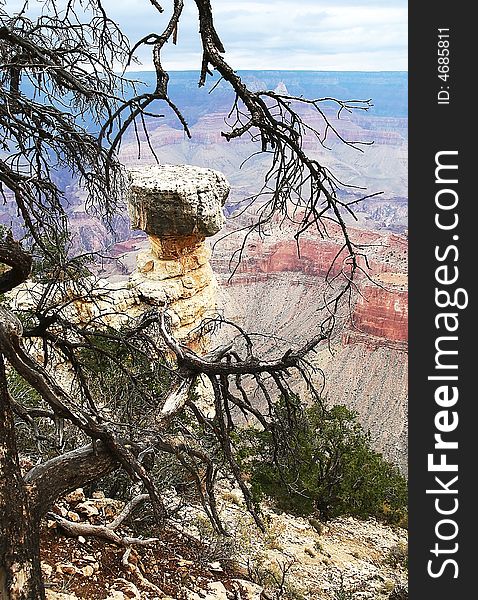 View of Grand Canyon panorama through tree branches. View of Grand Canyon panorama through tree branches