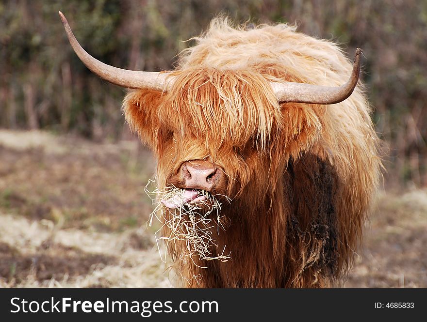 Red highland cow eating straw