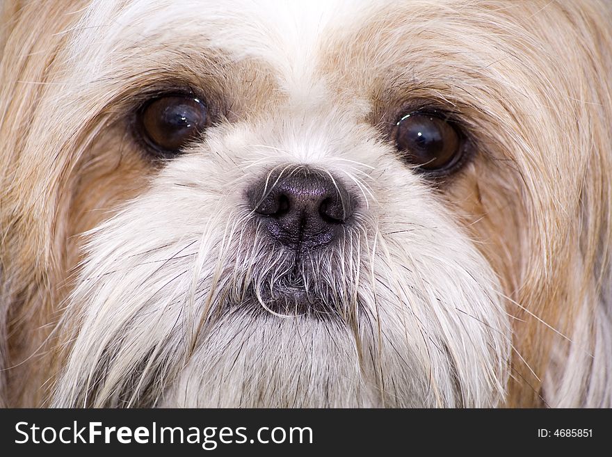 A close-up of a dogs face. A close-up of a dogs face.