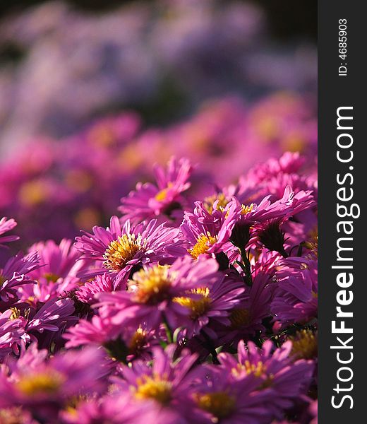 Purple Asteraceae