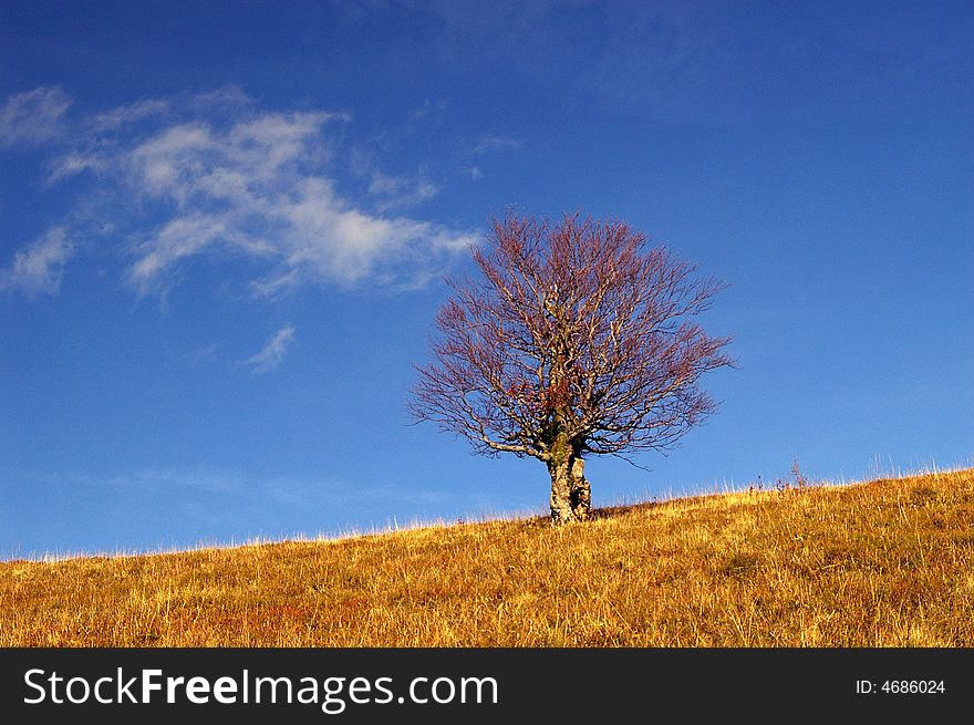 A bare tree on a horizon with a blue sky and a small white cloud. A bare tree on a horizon with a blue sky and a small white cloud