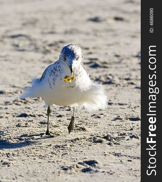 Seagull close-up on Manhattan beach