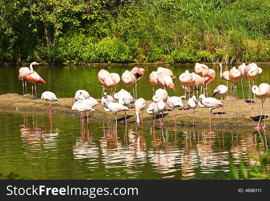 Flamingos at Lake