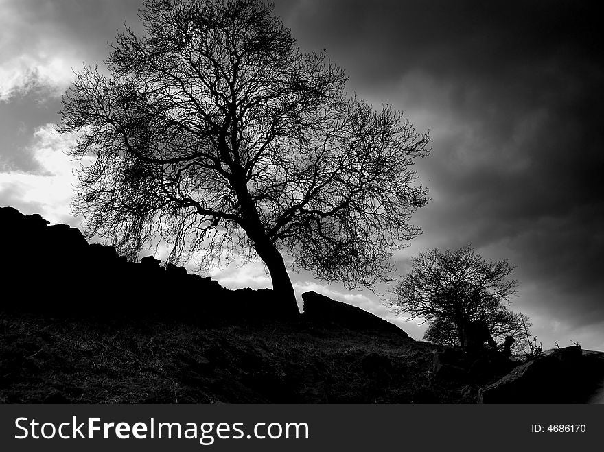 Skeletal winter tree fills a rugged Yorkshire sky