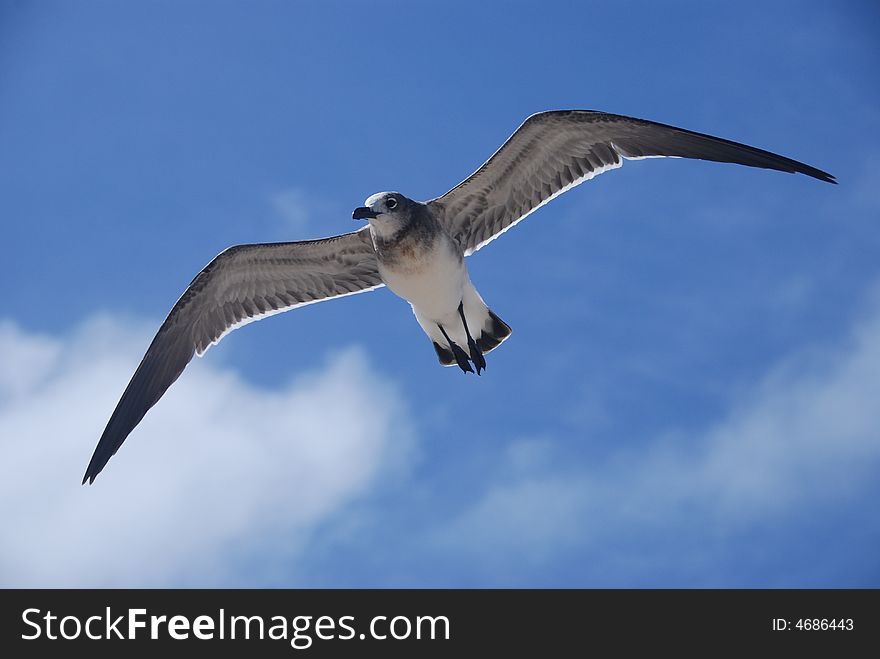 Seagull against blue sky