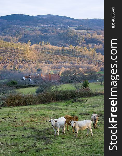 White and brown cows in Galician landscape, Spain