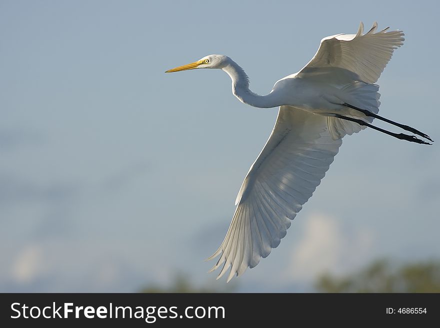 Great Egret In Flight