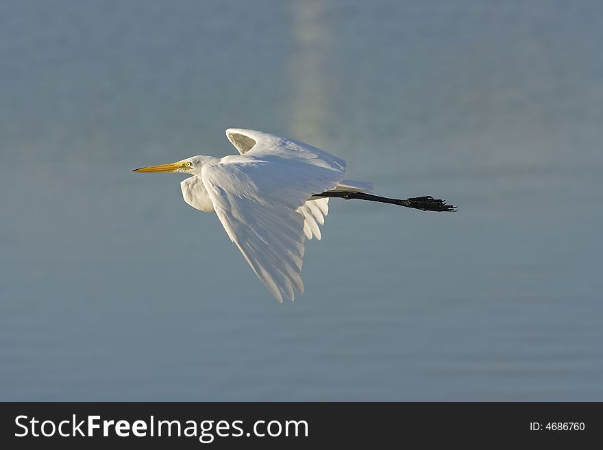 A Great Egret in flight across the pond to join some other shorebirds