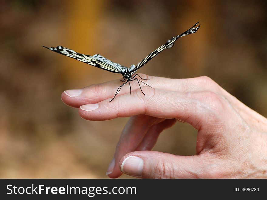 Tree Nymph butterfly in a woman's hand. Tree Nymph butterfly in a woman's hand.