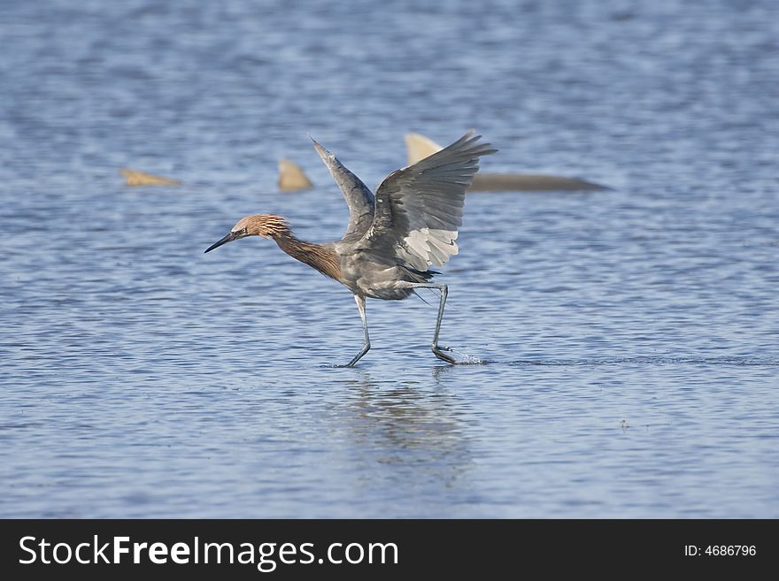 A Reddish Egret fishing with a Nurse Shark in the background