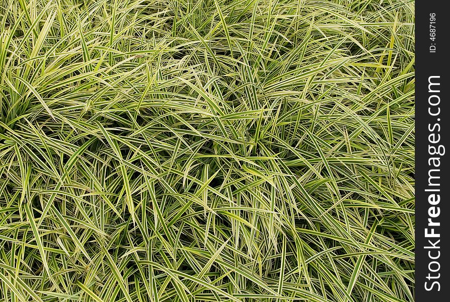 Natural background texture formed by blades of grass. Natural background texture formed by blades of grass