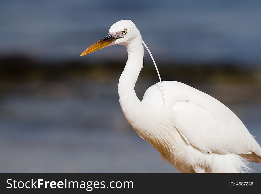 White heron on a background of water