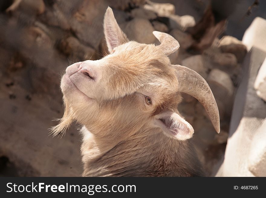 Goat the coquette. A warm nose. Goat the coquette. A warm nose.