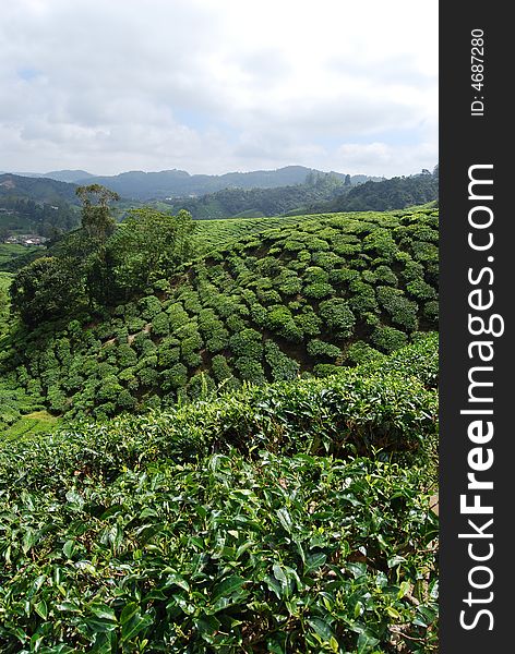 Tea Farm In The Malaysia