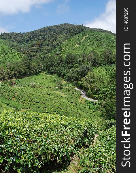 Tea Farm In The Malaysia