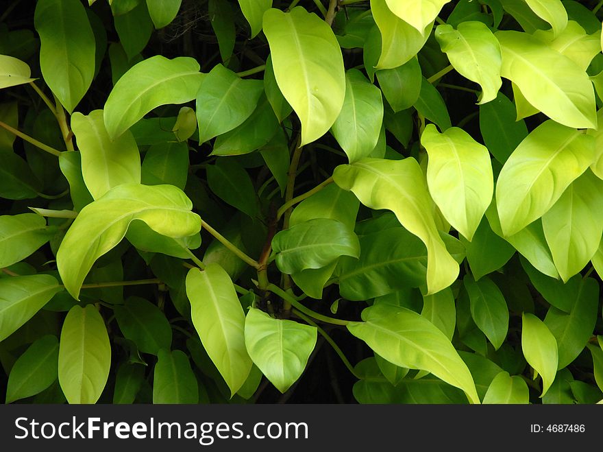 Green colour shade plant in thick groth