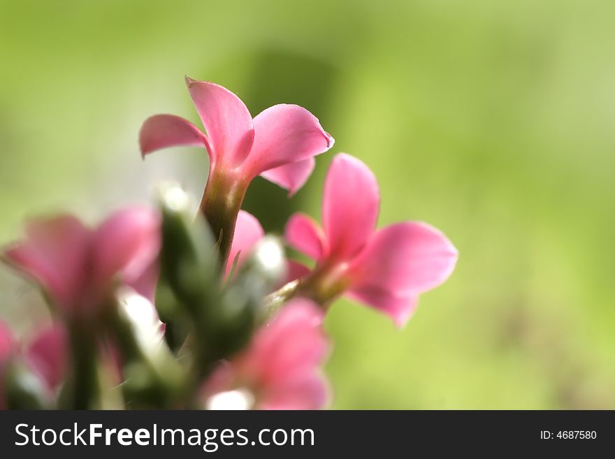 Close up shot of red tiny flowers with green background