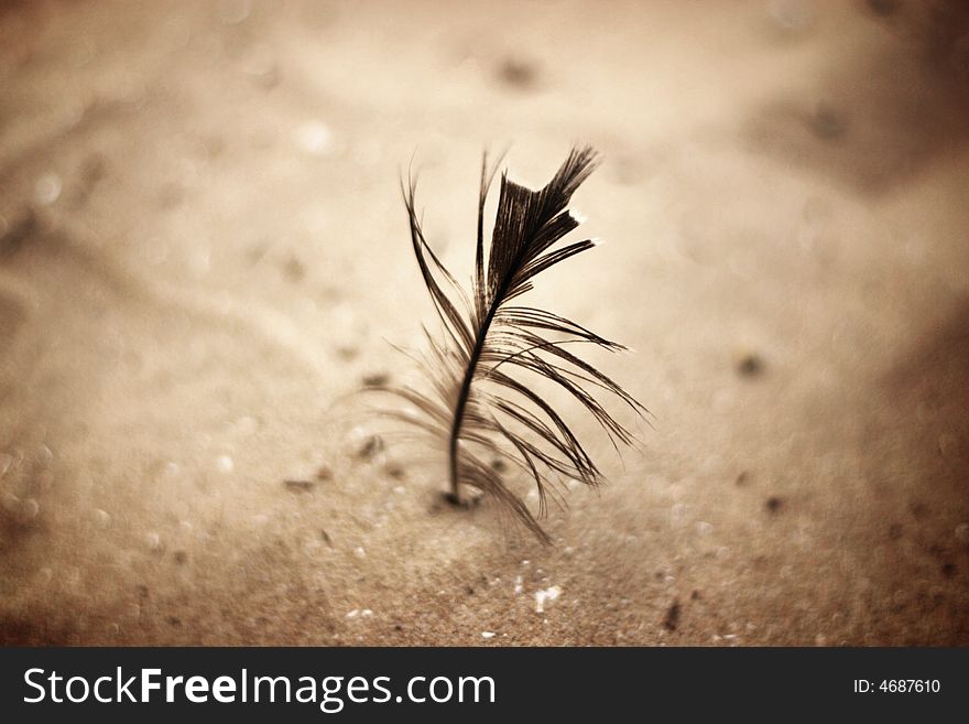 A bird's feather stuck in the sand. A bird's feather stuck in the sand.