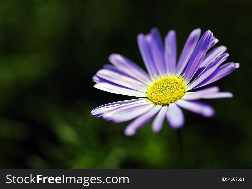 A purple daisy on the black background.