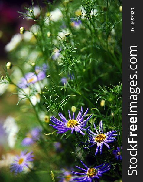 White and purple flower ,daisy
with green leaf,in a sunshine.