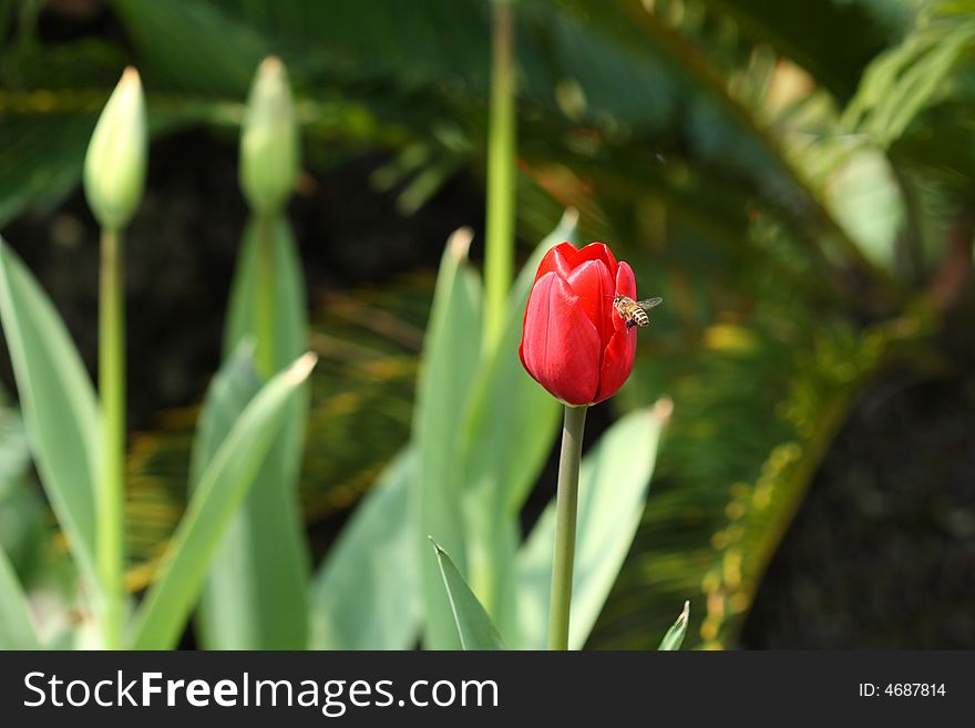 Red Tulip And Bee