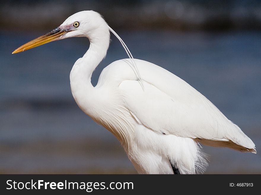 White heron on a background of water