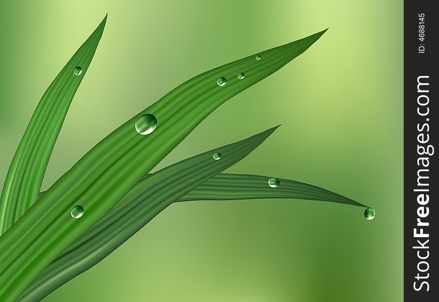 Green Leaf With Dewdrops