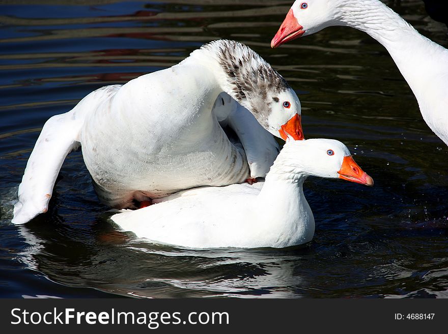 Three white geese are fighting