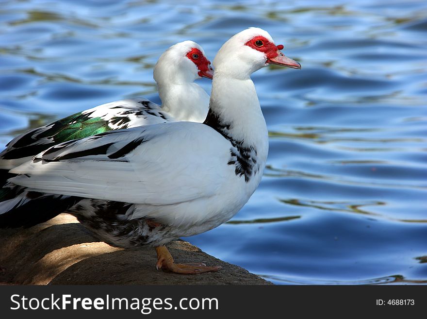 Two white geese are together