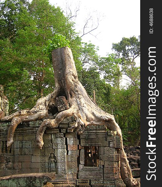 Angkor Wat Tree