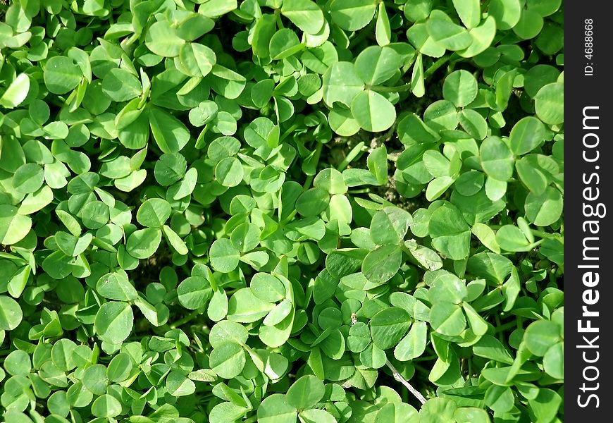 Clover leaves texture. Closeup of clover. Clover for bakground.