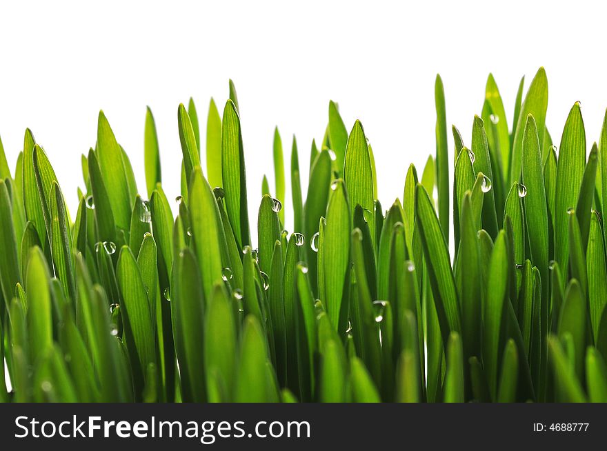 Fresh grain with drops on a white background