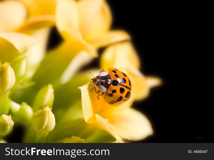 A red ladybug crawling on yellow flower -