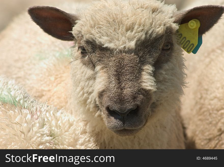 A portrait of a sheep in a flock
