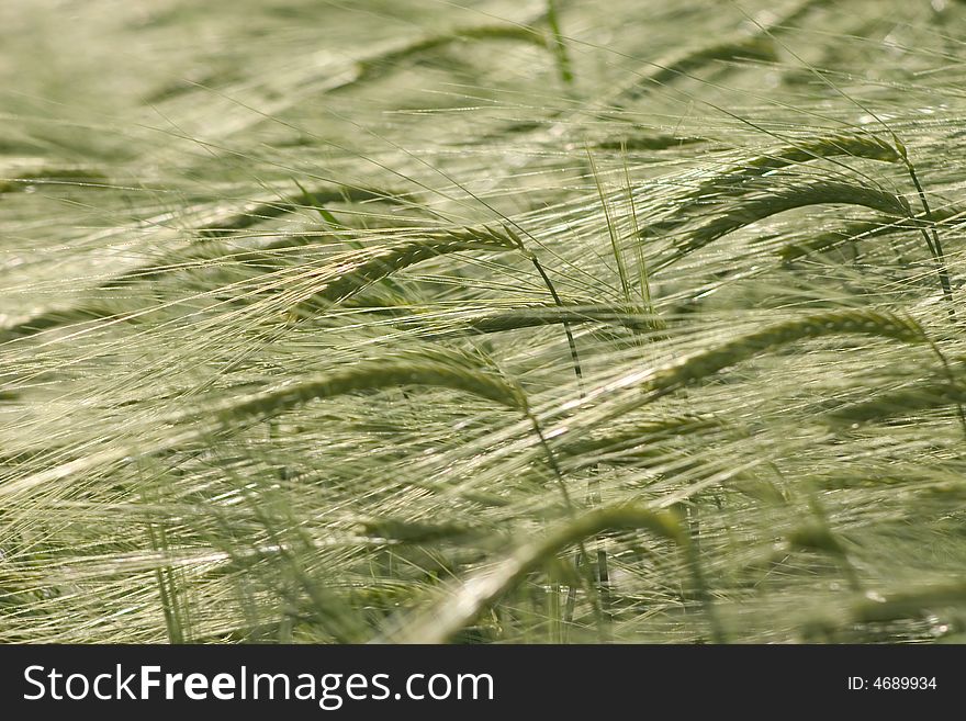 Ear of wheat in a field at spring. Ear of wheat in a field at spring