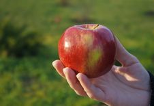 Female Hand Holding An Apple Royalty Free Stock Image Female Hand Holding An Apple Royalty Free Stock Image