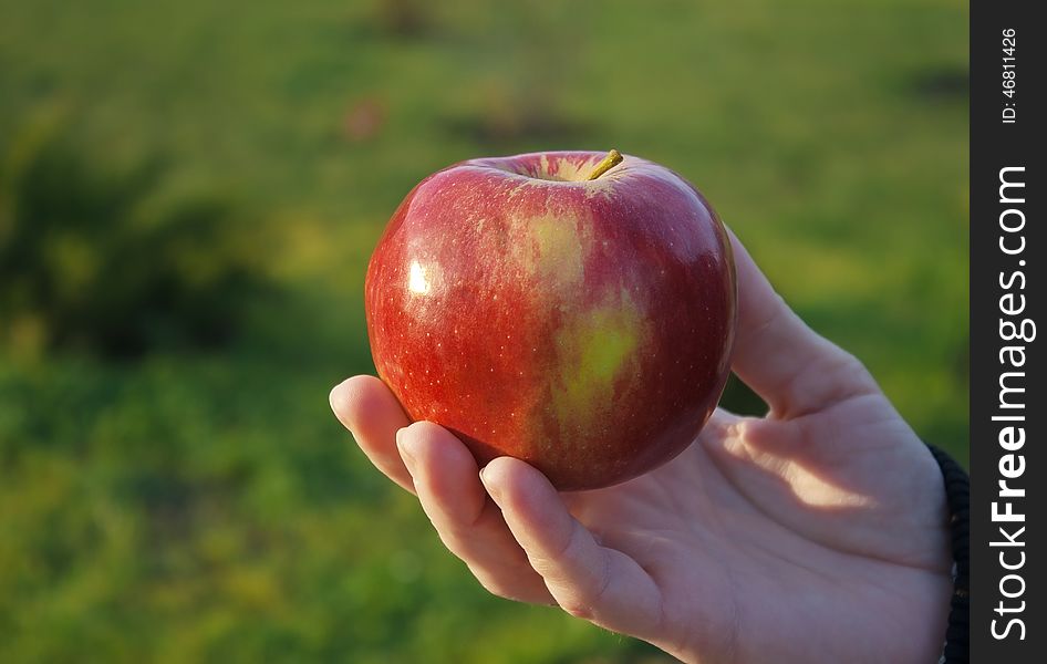 Female Hand Holding An Apple
