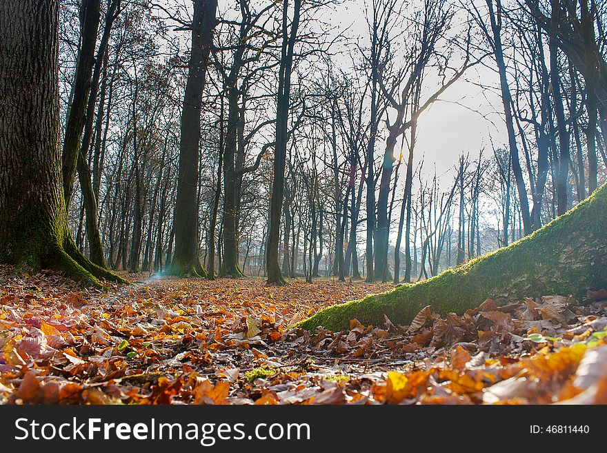 Tree covered with green moss in autumn forest on sunny day. Tree covered with green moss in autumn forest on sunny day