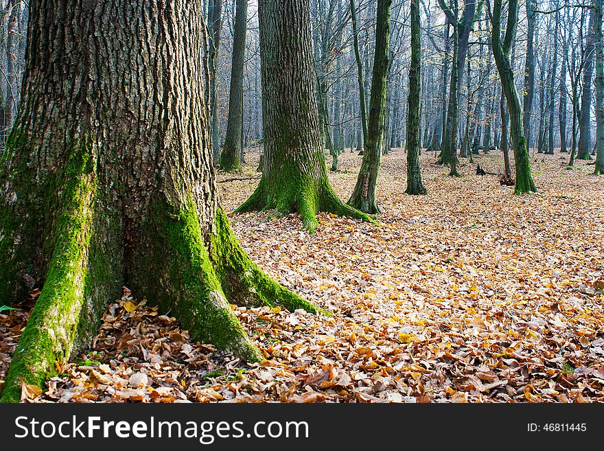 Trees covered with green moss in autumn forest