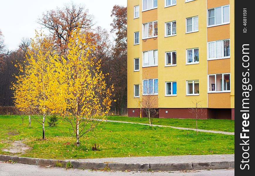 Two yellow birch near a residential building in late autumn