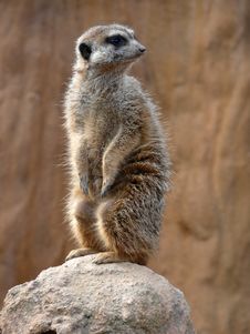Meerkat - Suricata Suricatta Royalty Free Stock Photos Meerkat - Suricata Suricatta Royalty Free Stock Photos