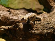 Agama Lizard Royalty Free Stock Image Agama Lizard Royalty Free Stock Image