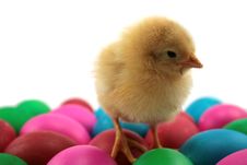 Chichen And Easter Eggs Stock Images Chichen And Easter Eggs Stock Images
